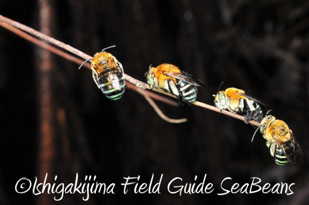 9%e6%9c%88%ef%bc%91%ef%bc%91%e6%97%a5%e7%9f%b3%e5%9e%a3%e5%b3%b6%e3%83%8a%e3%82%a4%e3%83%88%e3%83%84%e3%82%a2%e3%83%bc10