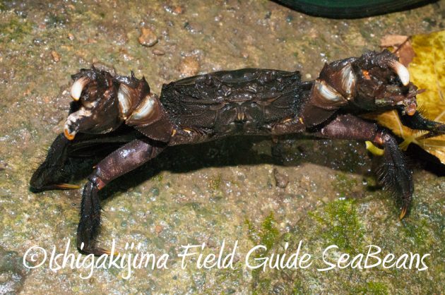 9%e6%9c%889%e6%97%a5%e7%9f%b3%e5%9e%a3%e5%b3%b6%e3%83%8a%e3%82%a4%e3%83%88%e3%83%84%e3%82%a2%e3%83%bc9