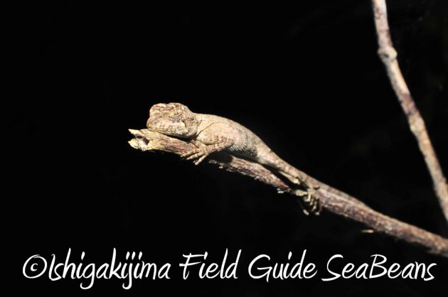 9%e6%9c%8825%e6%97%a5%e7%9f%b3%e5%9e%a3%e5%b3%b6%e3%83%8a%e3%82%a4%e3%83%88%e3%83%84%e3%82%a2%e3%83%bc5