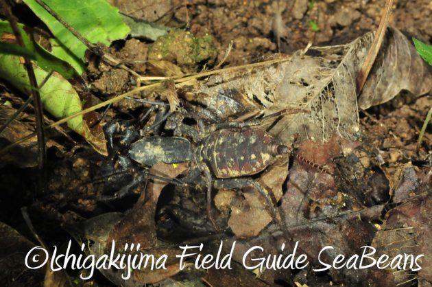 9%e6%9c%8825%e6%97%a5%e7%9f%b3%e5%9e%a3%e5%b3%b6%e3%83%8a%e3%82%a4%e3%83%88%e3%83%84%e3%82%a2%e3%83%bc9