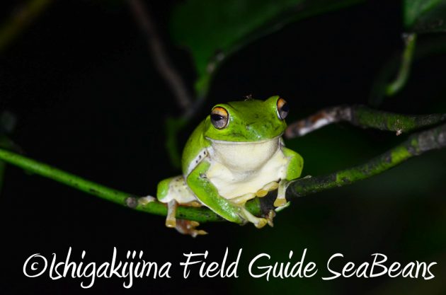 9%e6%9c%88%ef%bc%91%ef%bc%91%e6%97%a5%e7%9f%b3%e5%9e%a3%e5%b3%b6%e3%83%8a%e3%82%a4%e3%83%88%e3%83%84%e3%82%a2%e3%83%bc6