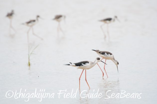 9%e6%9c%8826%e6%97%a5%e7%9f%b3%e5%9e%a3%e5%b3%b6%e3%83%90%e3%83%bc%e3%83%89%e3%82%a6%e3%82%aa%e3%83%83%e3%83%81%e3%83%b3%e3%82%b0%ef%bc%86%e9%87%8e%e9%b3%a5%e6%92%ae%e5%bd%b1%e3%82%ac%e3%82%a4