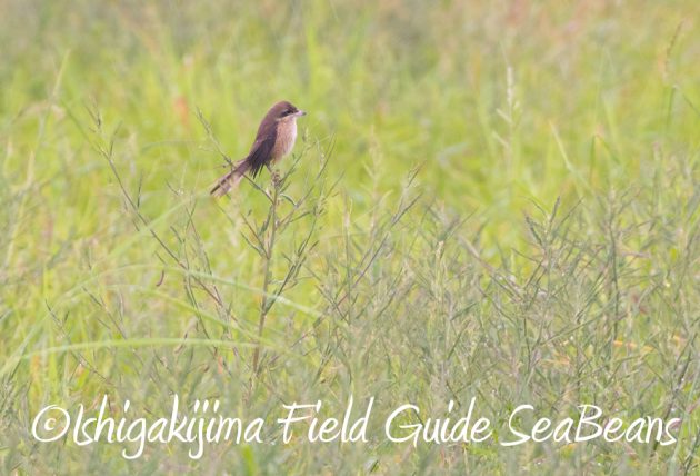 9月6日石垣島バードウオッチング&野鳥撮影ガイド8
