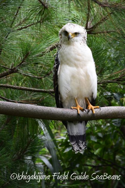 9月7日石垣島バードウオッチング&野鳥撮影ガイド18