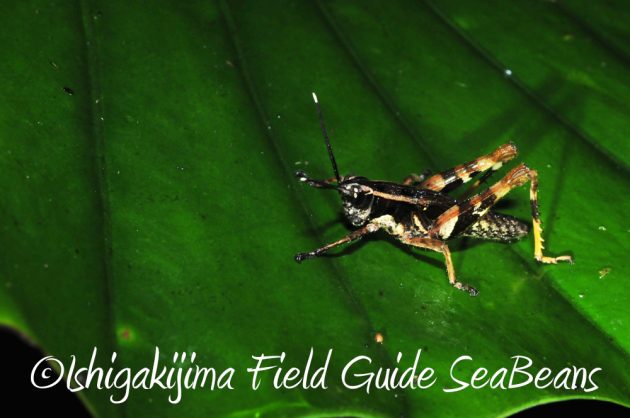 9%e6%9c%889%e6%97%a5%e7%9f%b3%e5%9e%a3%e5%b3%b6%e3%83%8a%e3%82%a4%e3%83%88%e3%83%84%e3%82%a2%e3%83%bc14