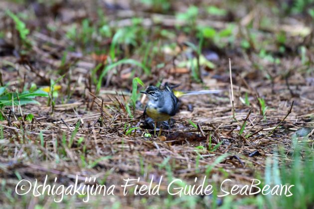 9%e6%9c%8817%e6%97%a5%e5%8f%b0%e9%a2%a816%e5%8f%b7%e9%80%9a%e9%81%8e%e5%be%8c%e3%81%ae%e7%9f%b3%e5%9e%a3%e5%b3%b6%e3%81%ae%e9%87%8e%e9%b3%a5%e9%81%947