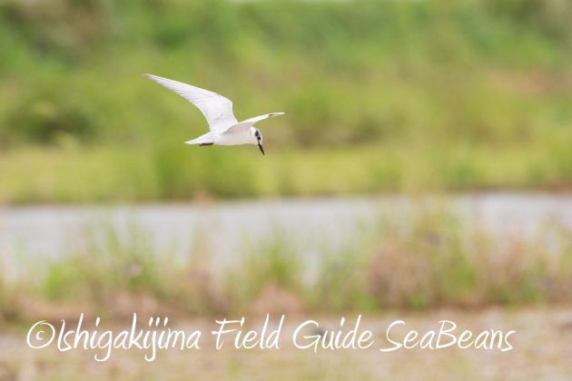 9月7日石垣島バードウオッチング&野鳥撮影ガイド9