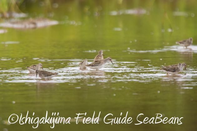 9%e6%9c%8815%e6%97%a5%e7%9f%b3%e5%9e%a3%e5%b3%b6%e9%b3%a5%e7%8d%a3%e4%bf%9d%e8%ad%b7%e5%8c%ba%e5%9f%9f%e5%b7%a1%e5%9b%9e%e8%aa%bf%e6%9f%bb7