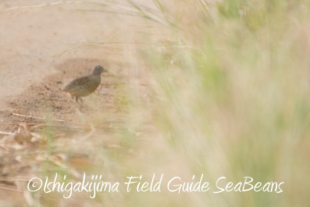 9%e6%9c%8830%e6%97%a5%e7%9f%b3%e5%9e%a3%e5%b3%b6%e3%83%90%e3%83%bc%e3%83%89%e3%82%a6%e3%82%aa%e3%83%83%e3%83%81%e3%83%b3%e3%82%b0%ef%bc%86%e9%87%8e%e9%b3%a5%e6%92%ae%e5%bd%b1%e3%82%ac%e3%82%a4