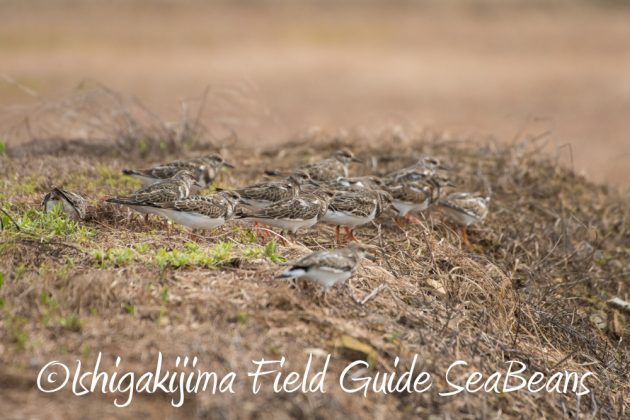 9%e6%9c%8814%e6%97%a5%e7%9f%b3%e5%9e%a3%e5%b3%b6%e3%83%90%e3%83%bc%e3%83%89%e3%82%a6%e3%82%aa%e3%83%83%e3%83%81%e3%83%b3%e3%82%b0%ef%bc%86%e9%87%8e%e9%b3%a5%e6%92%ae%e5%bd%b1%e3%82%ac%e3%82%a4