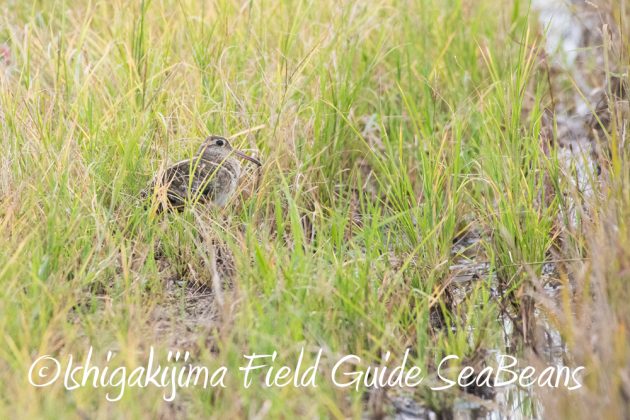 9%e6%9c%8819%e6%97%a5%e7%9f%b3%e5%9e%a3%e5%b3%b6%e3%83%90%e3%83%bc%e3%83%89%e3%82%a6%e3%82%aa%e3%83%83%e3%83%81%e3%83%b3%e3%82%b0%ef%bc%86%e9%87%8e%e9%b3%a5%e6%92%ae%e5%bd%b1%e3%82%ac%e3%82%a4