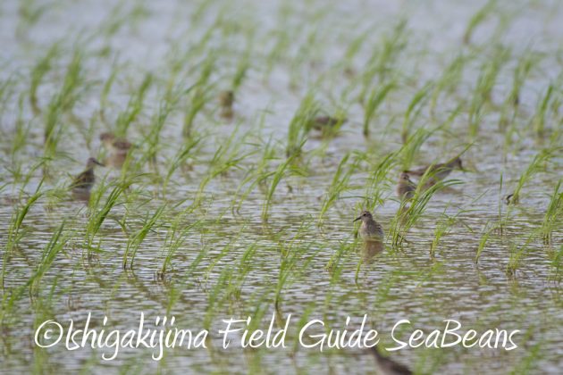 9%e6%9c%8813%e6%97%a5%e7%9f%b3%e5%9e%a3%e5%b3%b6%e3%83%90%e3%83%bc%e3%83%89%e3%82%a6%e3%82%aa%e3%83%83%e3%83%81%e3%83%b3%e3%82%b0%ef%bc%86%e9%87%8e%e9%b3%a5%e6%92%ae%e5%bd%b1%e3%82%ac%e3%82%a4