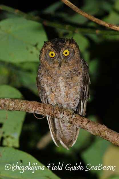 9%e6%9c%8812%e6%97%a5%e7%9f%b3%e5%9e%a3%e5%b3%b6%e3%83%8a%e3%82%a4%e3%83%88%e3%83%84%e3%82%a2%e3%83%bc20