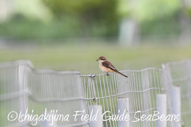 9月7日石垣島バードウオッチング&野鳥撮影ガイド2