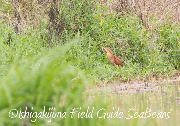 9%e6%9c%888%e6%97%a5%e7%9f%b3%e5%9e%a3%e5%b3%b6%e3%83%90%e3%83%bc%e3%83%89%e3%82%a6%e3%82%aa%e3%83%83%e3%83%81%e3%83%b3%e3%82%b0%e3%82%ac%e3%82%a4%e3%83%898