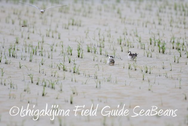 9月7日石垣島バードウオッチング&野鳥撮影ガイド10