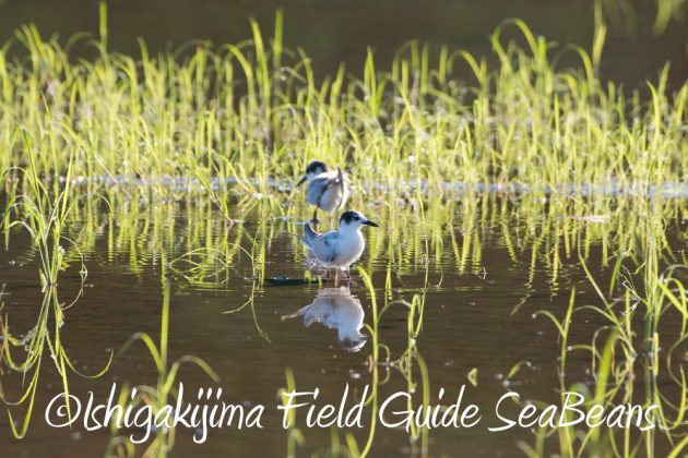 9%e6%9c%8812%e6%97%a5%e7%9f%b3%e5%9e%a3%e5%b3%b6%e3%83%90%e3%83%bc%e3%83%89%e3%82%a6%e3%82%aa%e3%83%83%e3%83%81%e3%83%b3%e3%82%b0%ef%bc%86%e9%87%8e%e9%b3%a5%e6%92%ae%e5%bd%b1%e3%82%ac%e3%82%a4