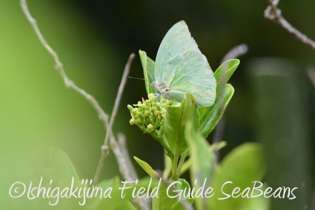 9%e6%9c%888%e6%97%a5%e7%9f%b3%e5%9e%a3%e5%b3%b6%e3%83%90%e3%83%bc%e3%83%89%e3%82%a6%e3%82%aa%e3%83%83%e3%83%81%e3%83%b3%e3%82%b0%e3%82%ac%e3%82%a4%e3%83%8920