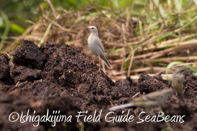 9%e6%9c%8823%e6%97%a5%e7%9f%b3%e5%9e%a3%e5%b3%b6%e3%83%90%e3%83%bc%e3%83%89%e3%82%a6%e3%82%aa%e3%83%83%e3%83%81%e3%83%b3%e3%82%b0%ef%bc%86%e9%87%8e%e9%b3%a5%e6%92%ae%e5%bd%b1%e3%82%ac%e3%82%a4