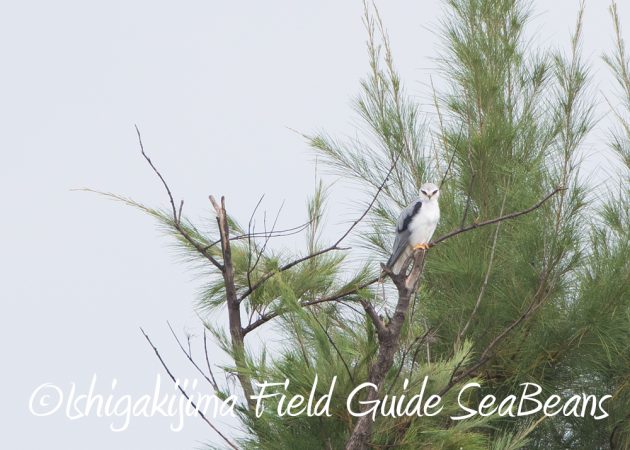 9%e6%9c%8810%e6%97%a5%e7%9f%b3%e5%9e%a3%e5%b3%b6%e3%83%90%e3%83%bc%e3%83%89%e3%82%a6%e3%82%aa%e3%83%83%e3%83%81%e3%83%b3%e3%82%b0%ef%bc%86%e9%87%8e%e9%b3%a5%e6%92%ae%e5%bd%b1%e3%82%ac%e3%82%a4