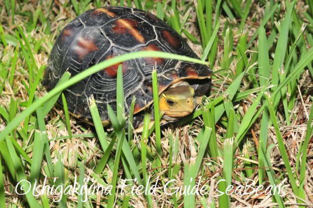 9%e6%9c%8810%e6%97%a5%e7%9f%b3%e5%9e%a3%e5%b3%b6%e3%83%8a%e3%82%a4%e3%83%88%e3%83%84%e3%82%a2%e3%83%bc12