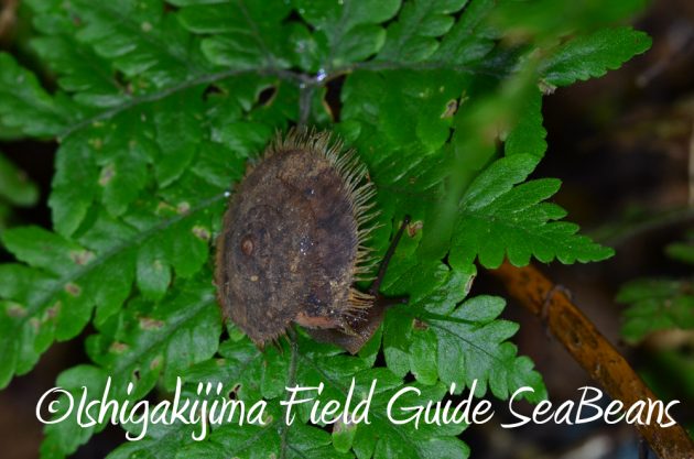 9%e6%9c%8812%e6%97%a5%e7%9f%b3%e5%9e%a3%e5%b3%b6%e3%83%8a%e3%82%a4%e3%83%88%e3%83%84%e3%82%a2%e3%83%bc17