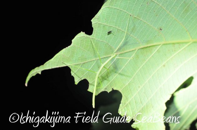 9%e6%9c%8825%e6%97%a5%e7%9f%b3%e5%9e%a3%e5%b3%b6%e3%83%8a%e3%82%a4%e3%83%88%e3%83%84%e3%82%a2%e3%83%bc16