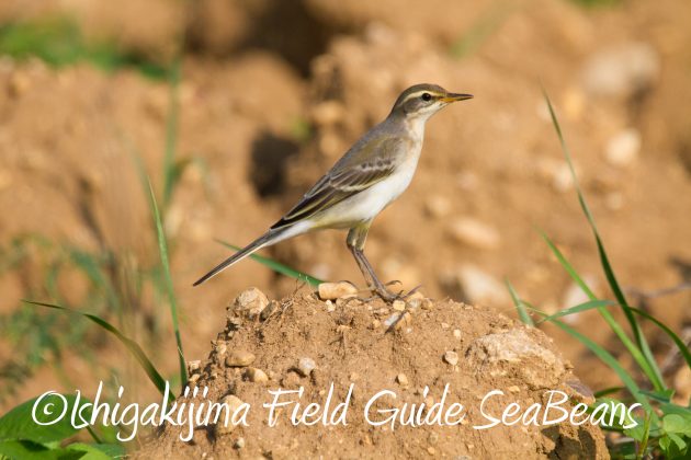 9月3日石垣島バードウオッチング＆野鳥撮影ガイド12