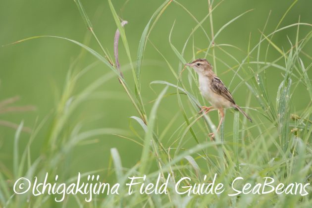 9%e6%9c%8816%e6%97%a5%e7%9f%b3%e5%9e%a3%e5%b3%b6%e3%81%ae%e9%87%8e%e9%b3%a5%e3%81%9f%e3%81%a112