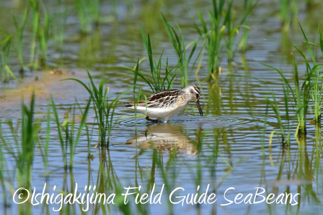 9月4日石垣島バードウオッチング&野鳥撮影ガイド7