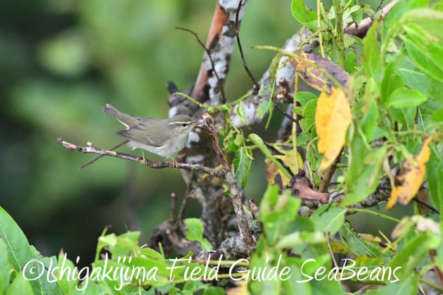 9%e6%9c%8822%e6%97%a5%e7%9f%b3%e5%9e%a3%e5%b3%b6%e3%83%90%e3%83%bc%e3%83%89%e3%82%a6%e3%82%aa%e3%83%83%e3%83%81%e3%83%b3%e3%82%b0%ef%bc%86%e9%87%8e%e9%b3%a5%e6%92%ae%e5%bd%b1%e3%82%ac%e3%82%a4