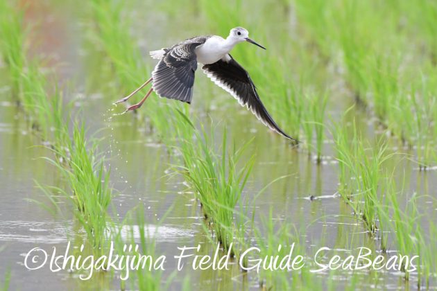 9%e6%9c%8819%e6%97%a5%e7%9f%b3%e5%9e%a3%e5%b3%b6%e3%83%90%e3%83%bc%e3%83%89%e3%82%a6%e3%82%aa%e3%83%83%e3%83%81%e3%83%b3%e3%82%b0%ef%bc%86%e9%87%8e%e9%b3%a5%e6%92%ae%e5%bd%b1%e3%82%ac%e3%82%a4