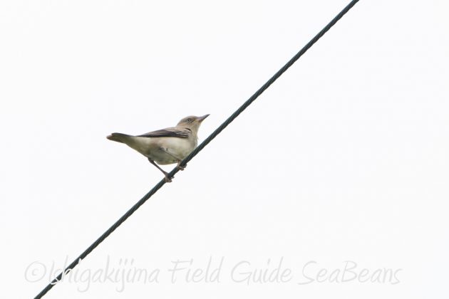 9%e6%9c%8828%e6%97%a5%e7%9f%b3%e5%9e%a3%e5%b3%b6%e3%83%90%e3%83%bc%e3%83%89%e3%82%a6%e3%82%aa%e3%83%83%e3%83%81%e3%83%b3%e3%82%b0%ef%bc%86%e9%87%8e%e9%b3%a5%e8%a6%b3%e5%af%9f%e3%82%ac%e3%82%a4