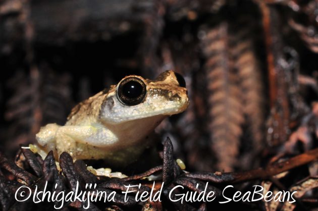 9%e6%9c%8819%e6%97%a5%e7%9f%b3%e5%9e%a3%e5%b3%b6%e3%83%8a%e3%82%a4%e3%83%88%e3%83%84%e3%82%a2%e3%83%bc15