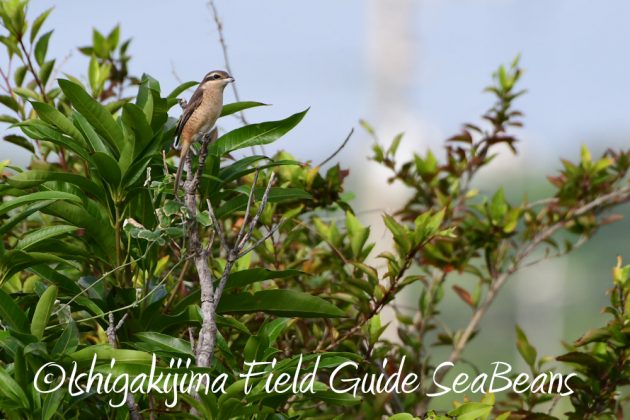 9%e6%9c%8823%e6%97%a5%e7%9f%b3%e5%9e%a3%e5%b3%b6%e3%83%90%e3%83%bc%e3%83%89%e3%82%a6%e3%82%aa%e3%83%83%e3%83%81%e3%83%b3%e3%82%b0%ef%bc%86%e9%87%8e%e9%b3%a5%e6%92%ae%e5%bd%b1%e3%82%ac%e3%82%a4