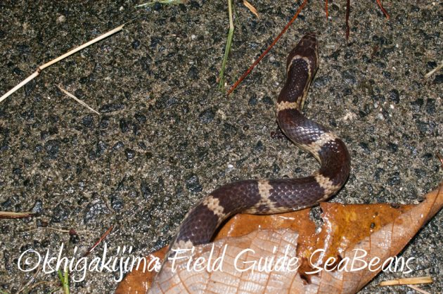 9%e6%9c%889%e6%97%a5%e7%9f%b3%e5%9e%a3%e5%b3%b6%e3%83%8a%e3%82%a4%e3%83%88%e3%83%84%e3%82%a2%e3%83%bc4