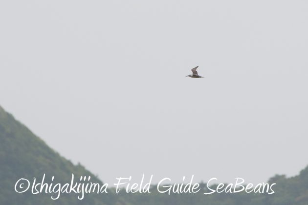 9%e6%9c%8821%e6%97%a5%e7%9f%b3%e5%9e%a3%e5%b3%b6%e3%83%90%e3%83%bc%e3%83%89%e3%82%a6%e3%82%aa%e3%83%83%e3%83%81%e3%83%b3%e3%82%b0%ef%bc%86%e9%87%8e%e9%b3%a5%e6%92%ae%e5%bd%b1%e3%82%ac%e3%82%a4