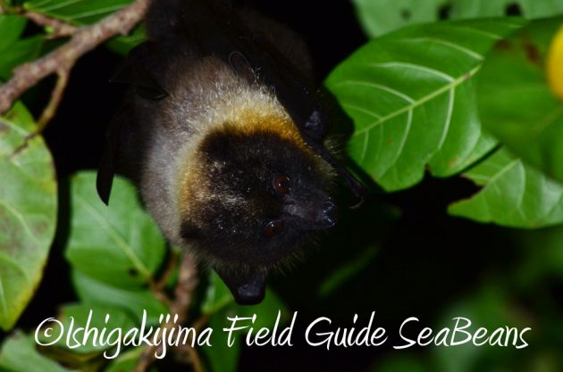 9%e6%9c%8822%e6%97%a5%e7%9f%b3%e5%9e%a3%e5%b3%b6%e3%83%8a%e3%82%a4%e3%83%88%e3%83%84%e3%82%a2%e3%83%bc14