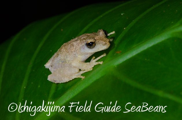 9%e6%9c%8812%e6%97%a5%e7%9f%b3%e5%9e%a3%e5%b3%b6%e3%83%8a%e3%82%a4%e3%83%88%e3%83%84%e3%82%a2%e3%83%bc14