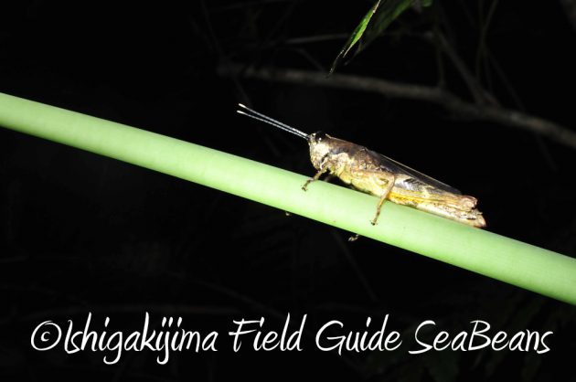 9%e6%9c%88%ef%bc%91%ef%bc%91%e6%97%a5%e7%9f%b3%e5%9e%a3%e5%b3%b6%e3%83%8a%e3%82%a4%e3%83%88%e3%83%84%e3%82%a2%e3%83%bc14