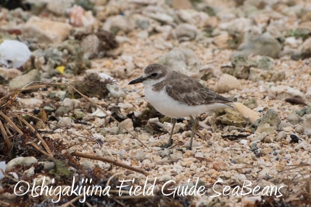 9%e6%9c%8826%e6%97%a5%e7%9f%b3%e5%9e%a3%e5%b3%b6%e3%83%90%e3%83%bc%e3%83%89%e3%82%a6%e3%82%aa%e3%83%83%e3%83%81%e3%83%b3%e3%82%b0%ef%bc%86%e9%87%8e%e9%b3%a5%e6%92%ae%e5%bd%b1%e3%82%ac%e3%82%a4