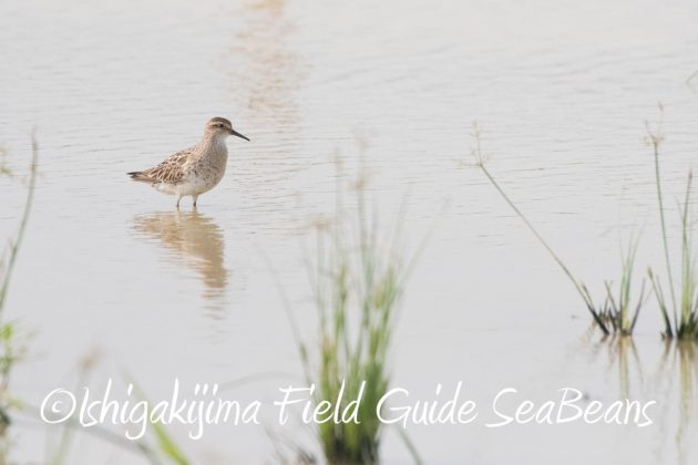 9%e6%9c%8819%e6%97%a5%e7%9f%b3%e5%9e%a3%e5%b3%b6%e3%83%90%e3%83%bc%e3%83%89%e3%82%a6%e3%82%aa%e3%83%83%e3%83%81%e3%83%b3%e3%82%b0%ef%bc%86%e9%87%8e%e9%b3%a5%e6%92%ae%e5%bd%b1%e3%82%ac%e3%82%a4