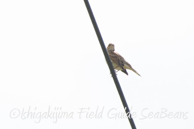 9%e6%9c%8824%e6%97%a5%e7%9f%b3%e5%9e%a3%e5%b3%b6%e3%83%90%e3%83%bc%e3%83%89%e3%82%a6%e3%82%aa%e3%83%83%e3%83%81%e3%83%b3%e3%82%b0%ef%bc%86%e9%87%8e%e9%b3%a5%e6%92%ae%e5%bd%b1%e3%82%ac%e3%82%a4