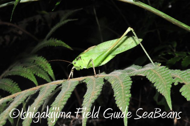 9%e6%9c%88%ef%bc%91%ef%bc%91%e6%97%a5%e7%9f%b3%e5%9e%a3%e5%b3%b6%e3%83%8a%e3%82%a4%e3%83%88%e3%83%84%e3%82%a2%e3%83%bc15