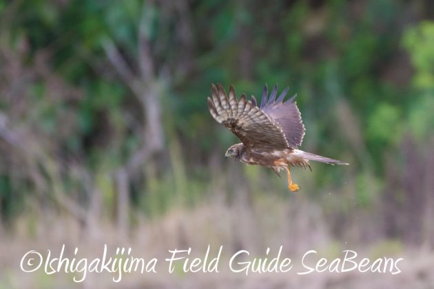 9%e6%9c%8814%e6%97%a5%e7%9f%b3%e5%9e%a3%e5%b3%b6%e3%83%90%e3%83%bc%e3%83%89%e3%82%a6%e3%82%aa%e3%83%83%e3%83%81%e3%83%b3%e3%82%b0%ef%bc%86%e9%87%8e%e9%b3%a5%e6%92%ae%e5%bd%b1%e3%82%ac%e3%82%a4