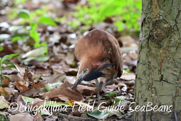 9%e6%9c%889%e6%97%a5%e7%9f%b3%e5%9e%a3%e5%b3%b6%e3%83%90%e3%83%bc%e3%83%89%e3%82%a6%e3%82%aa%e3%83%83%e3%83%81%e3%83%b3%e3%82%b0%ef%bc%86%e9%87%8e%e9%b3%a5%e6%92%ae%e5%bd%b1%e3%82%ac%e3%82%a4%e3%83%89