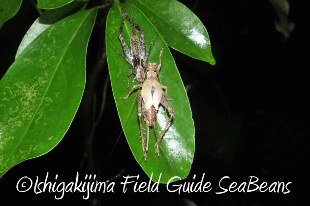 9%e6%9c%8814%e6%97%a5%e7%9f%b3%e5%9e%a3%e5%b3%b6%e3%83%8a%e3%82%a4%e3%83%88%e3%83%84%e3%82%a2%e3%83%bc16