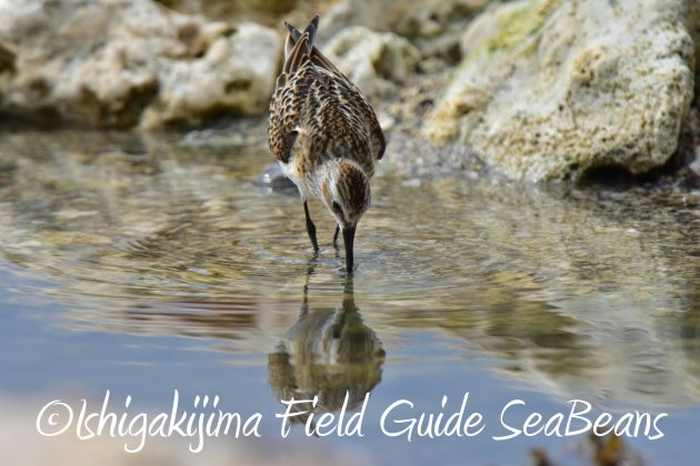 9月2日石垣島ヨーロッパトウネン7