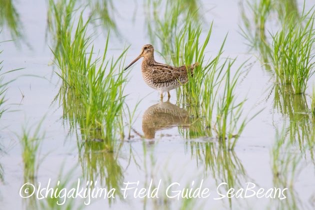 9月3日石垣島バードウオッチング＆野鳥撮影ガイド6