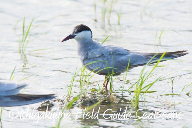 9月4日石垣島バードウオッチング&野鳥撮影ガイド8